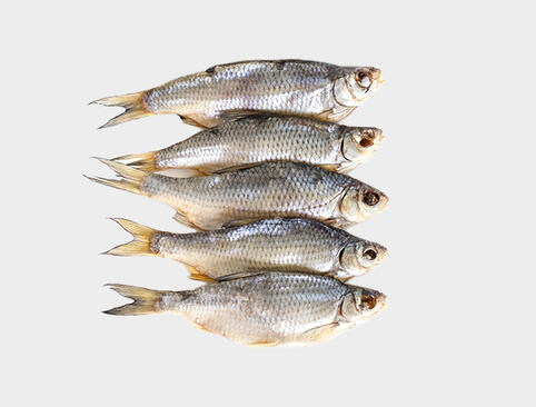 freeze-drying-seafood-Bucher-Unipektin-AG